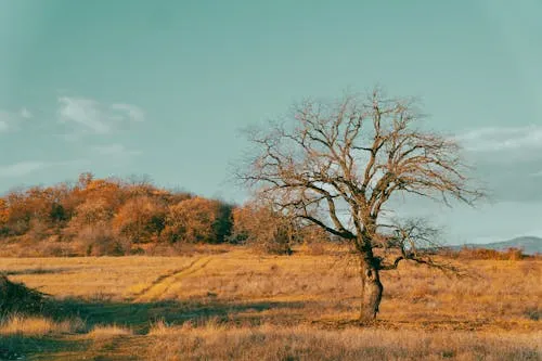 A quiet open path through soft trees under a pale sky, calm and unhurried